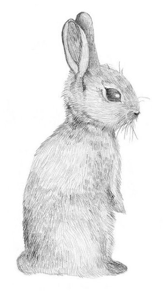 Кролик карандашом для срисовки