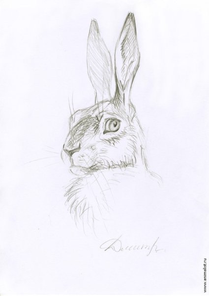Заяц карандашом
