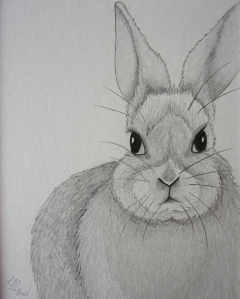 Кролик карандашом для срисовки