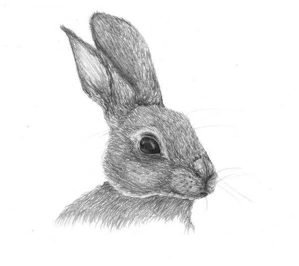 Заяц карандашом для срисовки