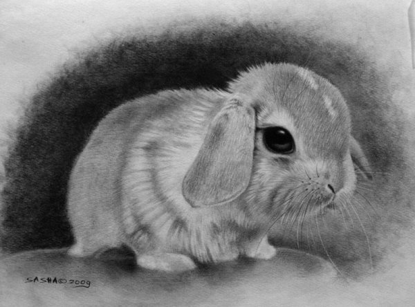 Нарисовать кролика карандашом