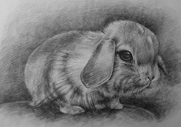 Заяц карандашом