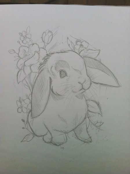 Рисунок кролика карандашом для срисовки
