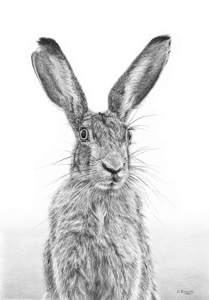 Эскиз зайца карандашом