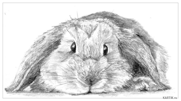 Зарисовки кролика карандашом