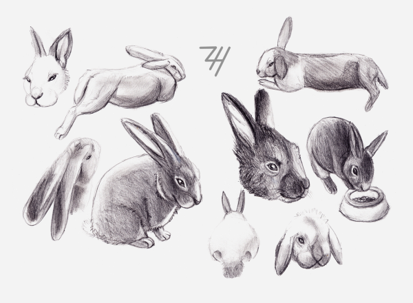 Набросок кролика