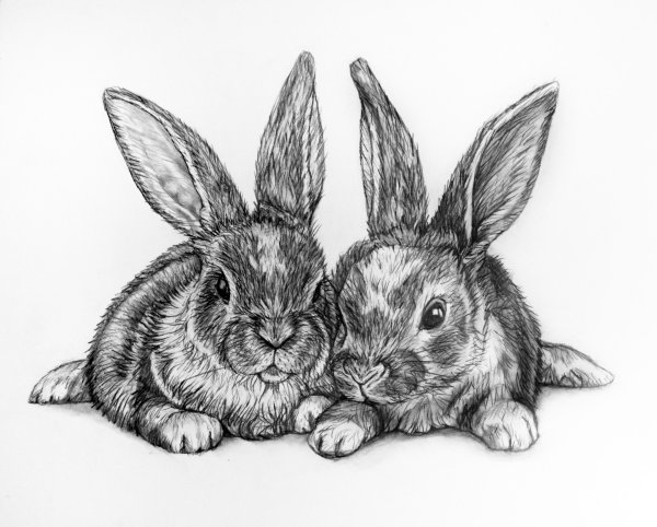 Бунни рэббит