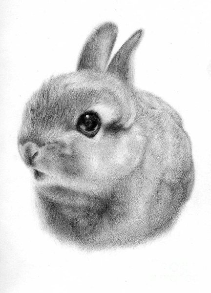 Кролик для рисования