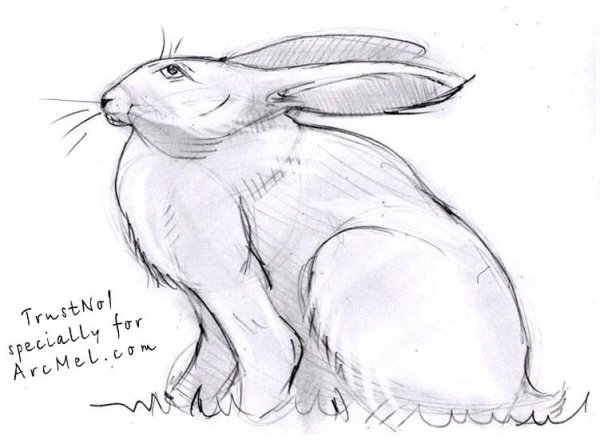 Заяц рисунок