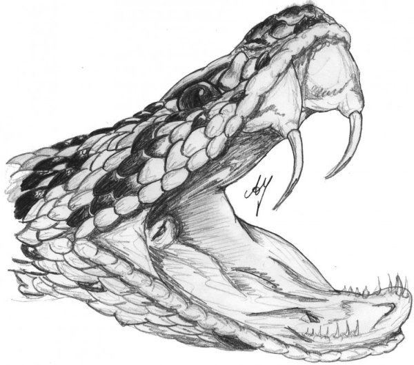 Зарисовки змей