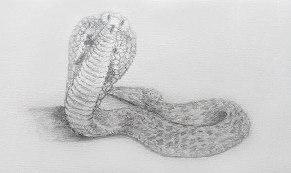 Кобра рисунок карандашом