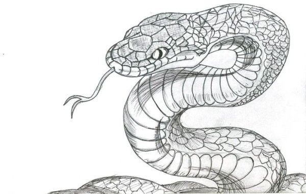 Змеи для срисовки