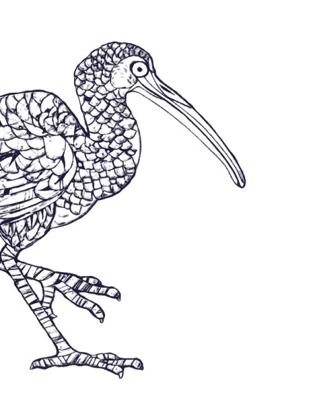 Раскраска Ибис