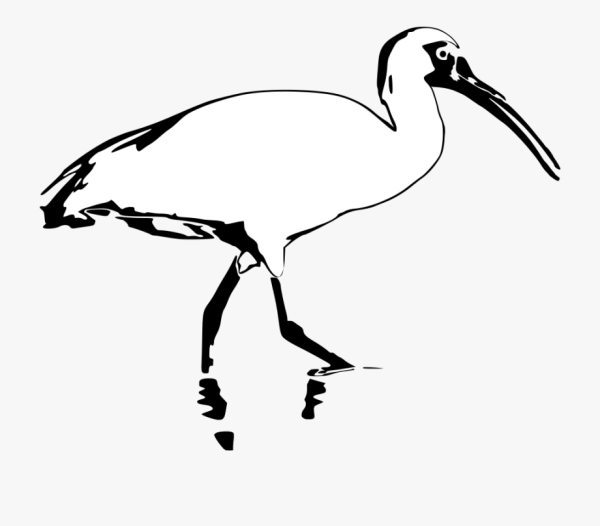 Ибис птица рисунок