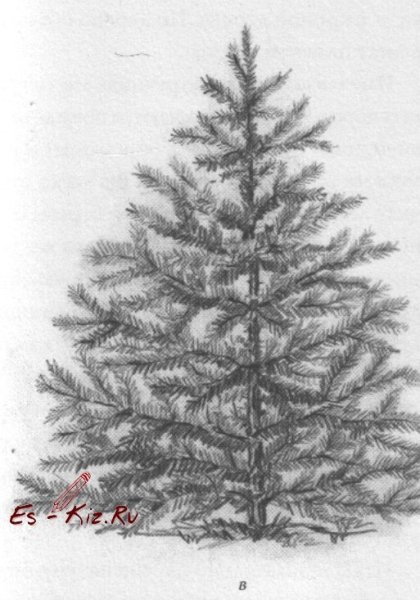 Ель карандашом