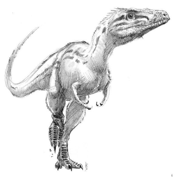 RAPTOREX kriegsteini