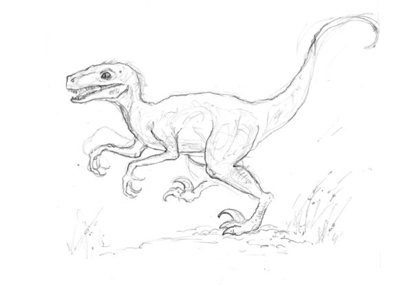 Велоцераптор раскраска для детей