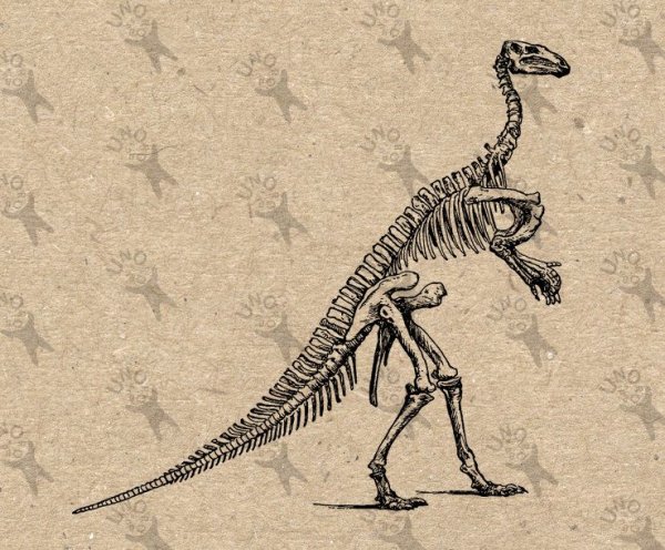 Голова раптора рисунок