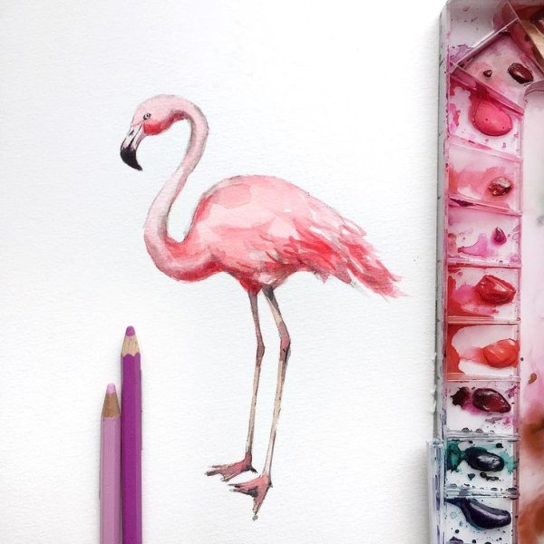 Наталья Каданцева акварель Фламинго