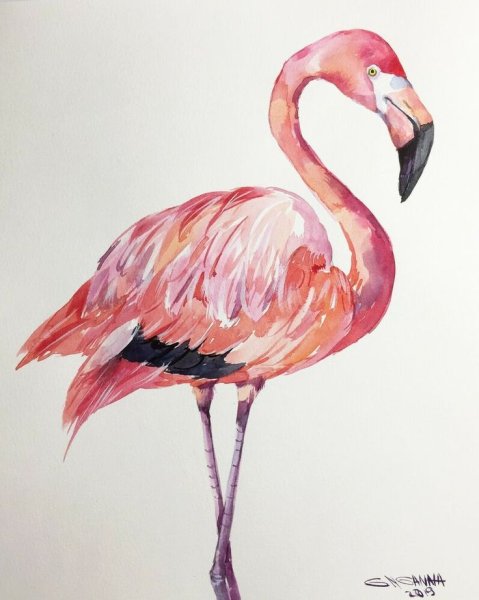 Фламинго акварелью
