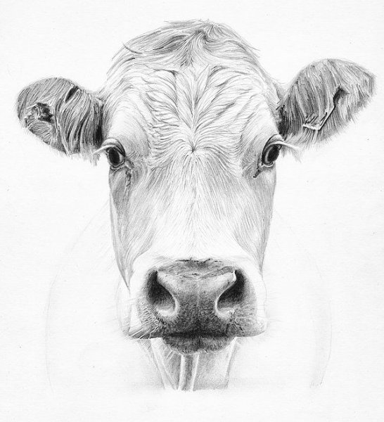 Портрет коровы карандашом