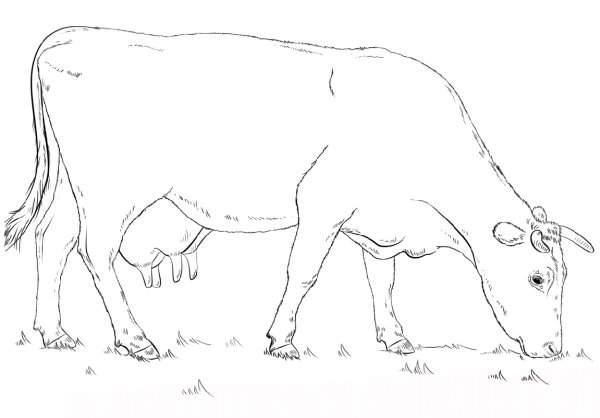 Корова для срисовки