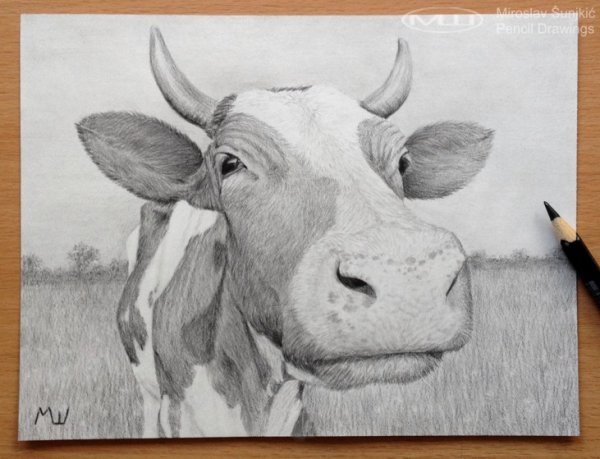 Корова рисунок карандашом
