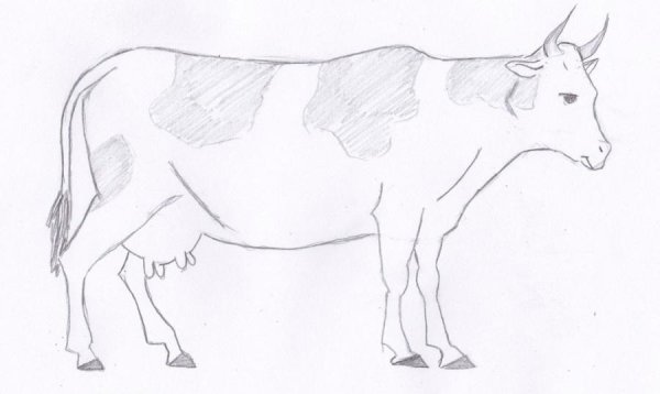 Рисунок коровы для срисовки