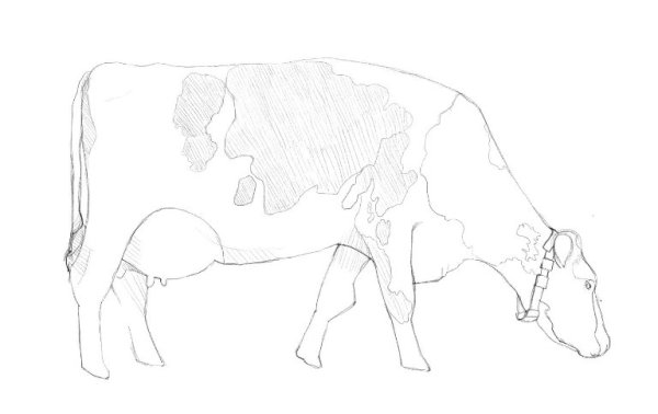 Корова рисунок карандашом