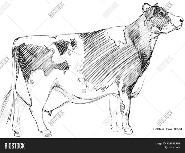 Корова в графике