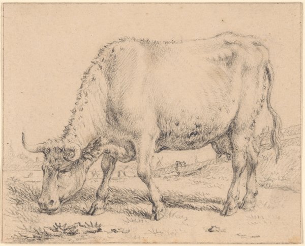 Наброски коров