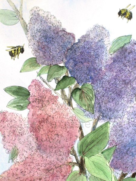 Кустик сирени акварелью