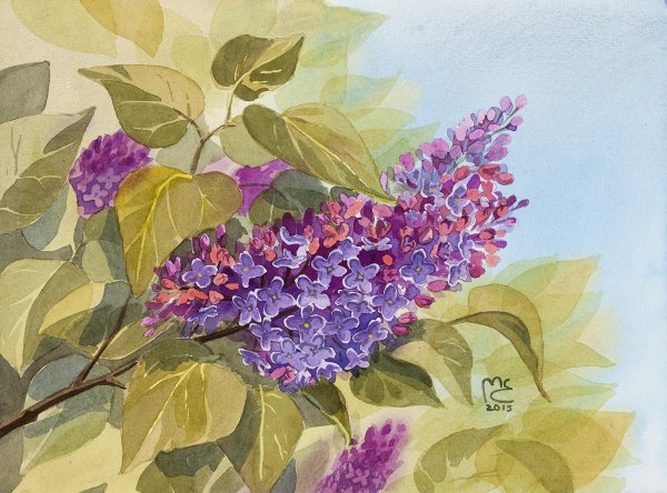 Сирень акварелью
