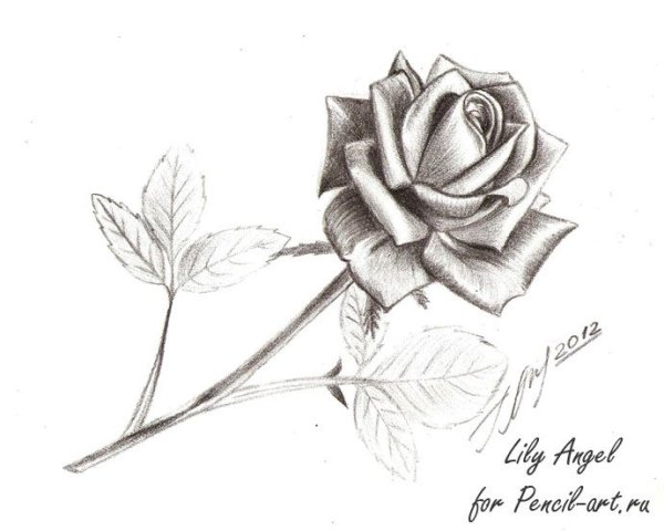 Цветы карандашом розы