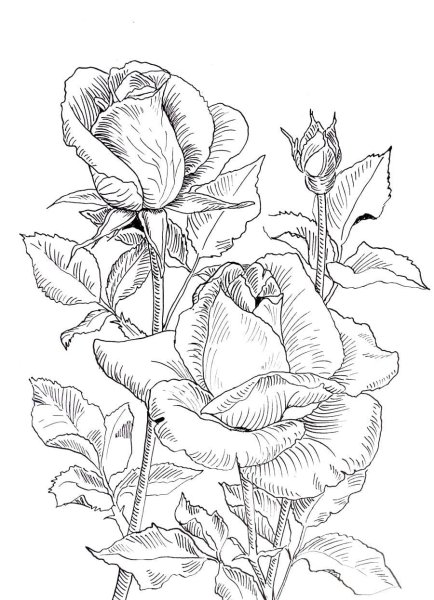 Раскраски цветов