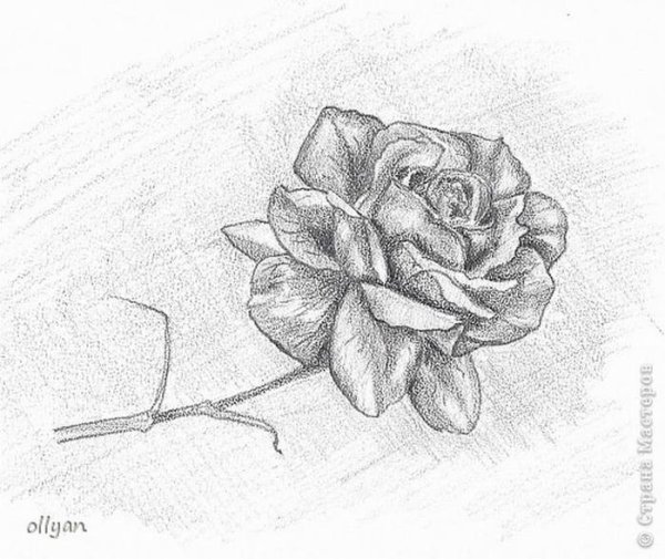 Лежащие цветы карандашом