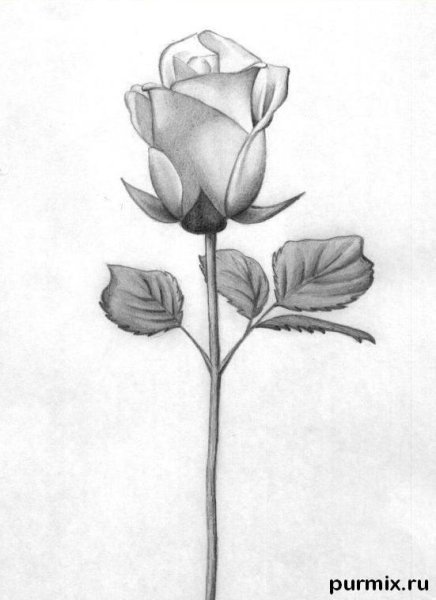 Роза карандашом
