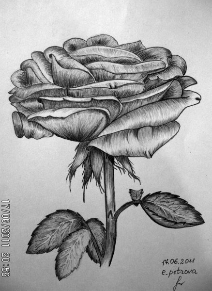 Графика карандашом