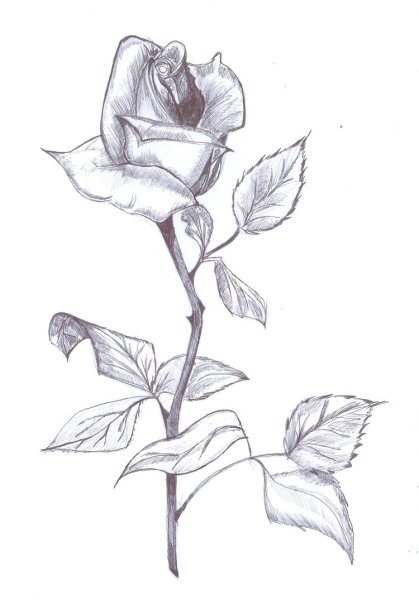 Цветы набросок