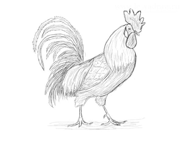 Петушок рисунок карандашом
