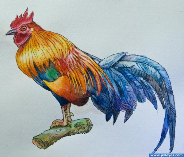 Петушок цветными карандашами