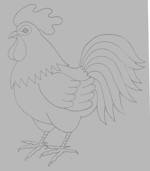 Рисунок петуха карандашом для срисовки
