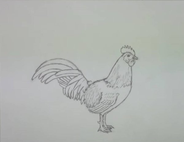 Петушок без хвоста раскраска для детей