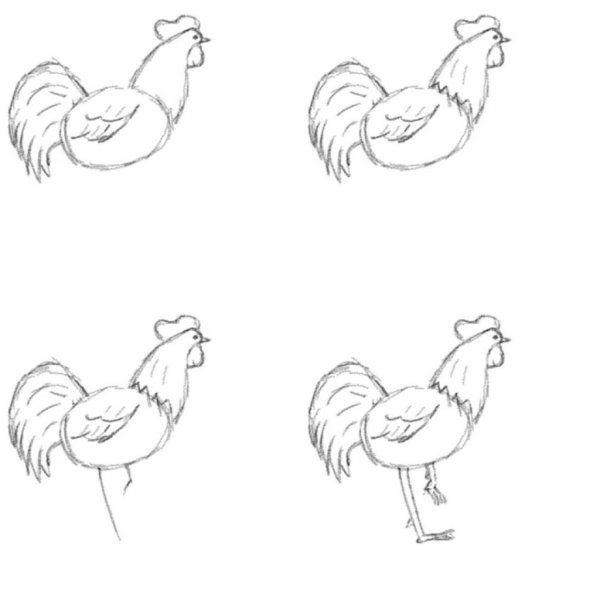 Раскраска хвост петуха