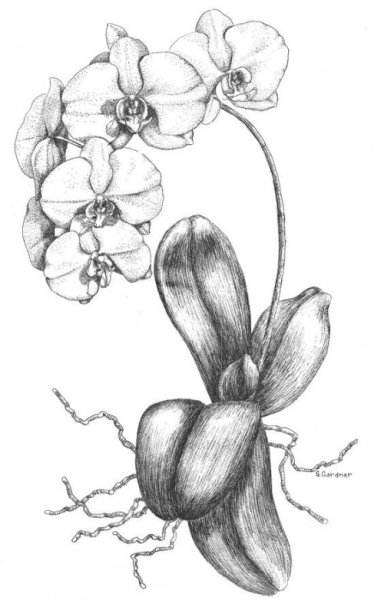 Орхидея набросок
