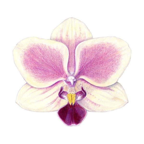 Орхидея цветными карандашами