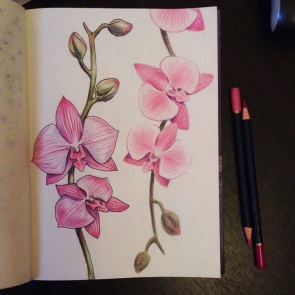 Цветы карандашом орхидеи