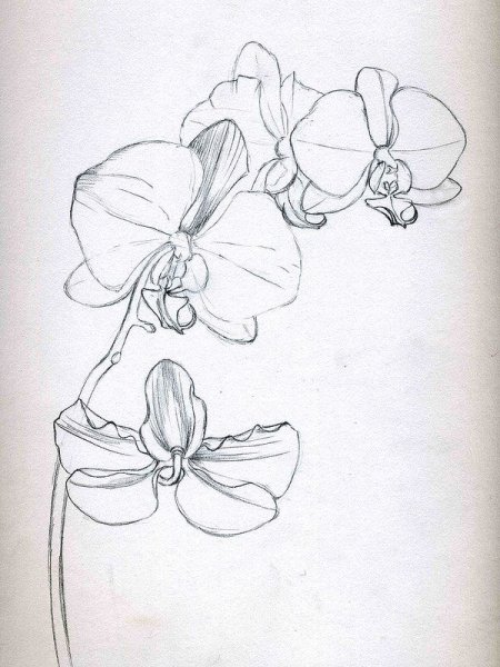 Орхидея простым карандашом