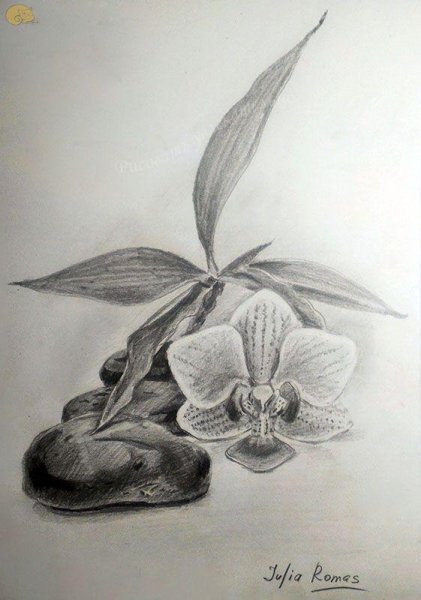 Орхидея карандашом