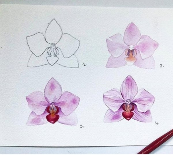 Орхидея карандашом